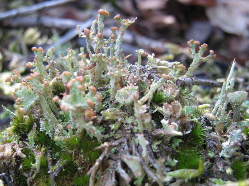 Cladonia ramulosa?